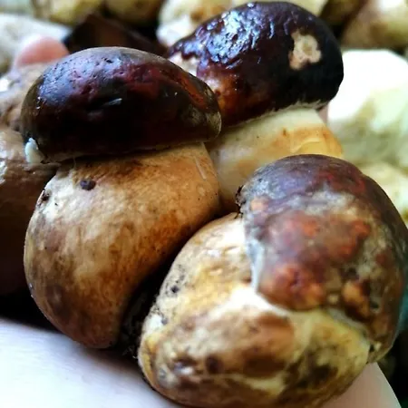 Pensión Uxarte -alojamiento, Restaurante Y Piscinas 2*